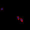 Ephrin-B3 antibody, LS-C352142, Lifespan Biosciences, Immunofluorescence image 