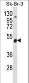 WD Repeat Domain 34 antibody, LS-C160581, Lifespan Biosciences, Western Blot image 