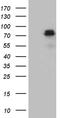 Rac GTPase-activating protein 1 antibody, LS-C792878, Lifespan Biosciences, Western Blot image 