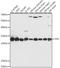 Triosephosphate Isomerase 1 antibody, A15733, ABclonal Technology, Western Blot image 