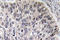 Carbonic anhydrase C antibody, LS-C291678, Lifespan Biosciences, Immunohistochemistry paraffin image 