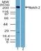 Notch Receptor 2 antibody, NBP2-77072, Novus Biologicals, Western Blot image 