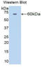 Amylase Alpha 1C (Salivary) antibody, LS-C292364, Lifespan Biosciences, Western Blot image 