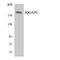 IQ Motif Containing GTPase Activating Protein 3 antibody, LS-C292245, Lifespan Biosciences, Western Blot image 