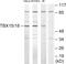 T-Box 15 antibody, PA5-38563, Invitrogen Antibodies, Western Blot image 