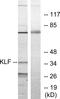 Kruppel Like Factor 1 antibody, A30483, Boster Biological Technology, Western Blot image 