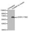 Docking Protein 1 antibody, abx000300, Abbexa, Western Blot image 