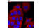 Cytokeratin Pan  antibody, 3478S, Cell Signaling Technology, Immunofluorescence image 