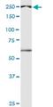 Death Inducer-Obliterator 1 antibody, H00011083-M04, Novus Biologicals, Western Blot image 