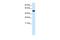 Growth Arrest Specific 7 antibody, PA5-40306, Invitrogen Antibodies, Western Blot image 