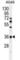 Olfactory Receptor Family 2 Subfamily M Member 7 antibody, abx026497, Abbexa, Western Blot image 