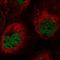 Protein Phosphatase 1 Regulatory Subunit 10 antibody, HPA056756, Atlas Antibodies, Immunocytochemistry image 