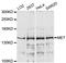 c-met antibody, abx000040, Abbexa, Western Blot image 