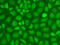 CXXC Finger Protein 1 antibody, 14-980, ProSci, Immunofluorescence image 