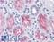 Paxillin antibody, LS-B4259, Lifespan Biosciences, Immunohistochemistry frozen image 