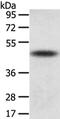 Tetratricopeptide Repeat Domain 23 antibody, CSB-PA091574, Cusabio, Western Blot image 