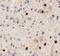 SPRY Domain Containing 3 antibody, GTX32022, GeneTex, Immunohistochemistry paraffin image 