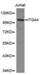 CD49D antibody, abx000831, Abbexa, Western Blot image 