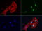 S100 Calcium Binding Protein P antibody, LS-C796688, Lifespan Biosciences, Immunofluorescence image 