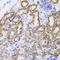Glycine amidinotransferase, mitochondrial antibody, orb247515, Biorbyt, Immunohistochemistry paraffin image 