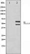 Mitogen-activated protein kinase 10 antibody, orb106444, Biorbyt, Western Blot image 