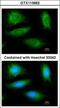 CYLD Lysine 63 Deubiquitinase antibody, GTX113662, GeneTex, Immunocytochemistry image 