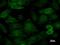 Lysine Acetyltransferase 5 antibody, LS-C342592, Lifespan Biosciences, Immunofluorescence image 