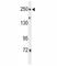 Protein Tyrosine Phosphatase Receptor Type D antibody, F51797-0.4ML, NSJ Bioreagents, Western Blot image 