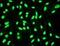 Heterogeneous Nuclear Ribonucleoprotein K antibody, ab52600, Abcam, Immunofluorescence image 