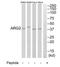 Arginase 2 antibody, TA313471, Origene, Western Blot image 