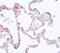 Pleckstrin Homology And RUN Domain Containing M1 antibody, 5483, ProSci, Immunohistochemistry paraffin image 