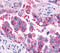 Arginine Vasopressin Receptor 2 antibody, MBS242725, MyBioSource, Immunohistochemistry frozen image 