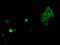 TLE Family Member 1, Transcriptional Corepressor antibody, LS-C336953, Lifespan Biosciences, Immunofluorescence image 