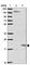 LDOC1 Regulator Of NFKB Signaling antibody, HPA051768, Atlas Antibodies, Western Blot image 