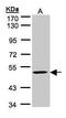 MYC Associated Zinc Finger Protein antibody, GTX101789, GeneTex, Western Blot image 