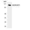 Rho Guanine Nucleotide Exchange Factor 1 antibody, LS-C200143, Lifespan Biosciences, Western Blot image 