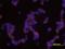 Inhibitor Of Nuclear Factor Kappa B Kinase Subunit Epsilon antibody, MAB3199, R&D Systems, Immunofluorescence image 