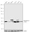 Eukaryotic Translation Initiation Factor 4A3 antibody, 711575, Invitrogen Antibodies, Western Blot image 
