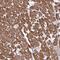 Myogenesis Regulating Glycosidase (Putative) antibody, NBP2-31830, Novus Biologicals, Immunohistochemistry paraffin image 