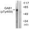 GRB2 Associated Binding Protein 1 antibody, PA5-38415, Invitrogen Antibodies, Western Blot image 
