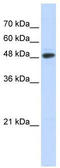 Ubiquitin Protein Ligase E3 Component N-Recognin 7 (Putative) antibody, TA331578, Origene, Western Blot image 