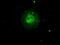 Aurora Kinase C antibody, TA500554BM, Origene, Immunofluorescence image 