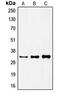 Forkhead Box R1 antibody, MBS820227, MyBioSource, Western Blot image 