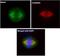 HAUS Augmin Like Complex Subunit 8 antibody, orb69712, Biorbyt, Immunofluorescence image 