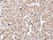 RELT TNF Receptor antibody, PA5-21563, Invitrogen Antibodies, Immunohistochemistry frozen image 