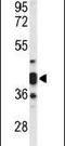 Cytohesin-3 antibody, PA5-26677, Invitrogen Antibodies, Western Blot image 