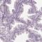 SRY-Box 17 antibody, HPA068399, Atlas Antibodies, Immunohistochemistry frozen image 