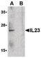 Interleukin 23 Subunit Alpha antibody, PA5-20238, Invitrogen Antibodies, Western Blot image 