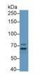 Membrane Palmitoylated Protein 5 antibody, LS-C314603, Lifespan Biosciences, Western Blot image 