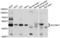 Solute Carrier Family 39 Member 7 antibody, LS-C335330, Lifespan Biosciences, Western Blot image 